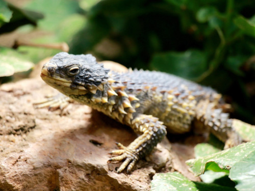 Wilhelma Stuttgart Zoo – Foto 28