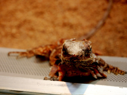 Wilhelma Stuttgart Zoo – Foto 33