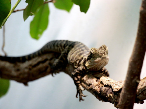 Wilhelma Stuttgart Zoo – Foto 34