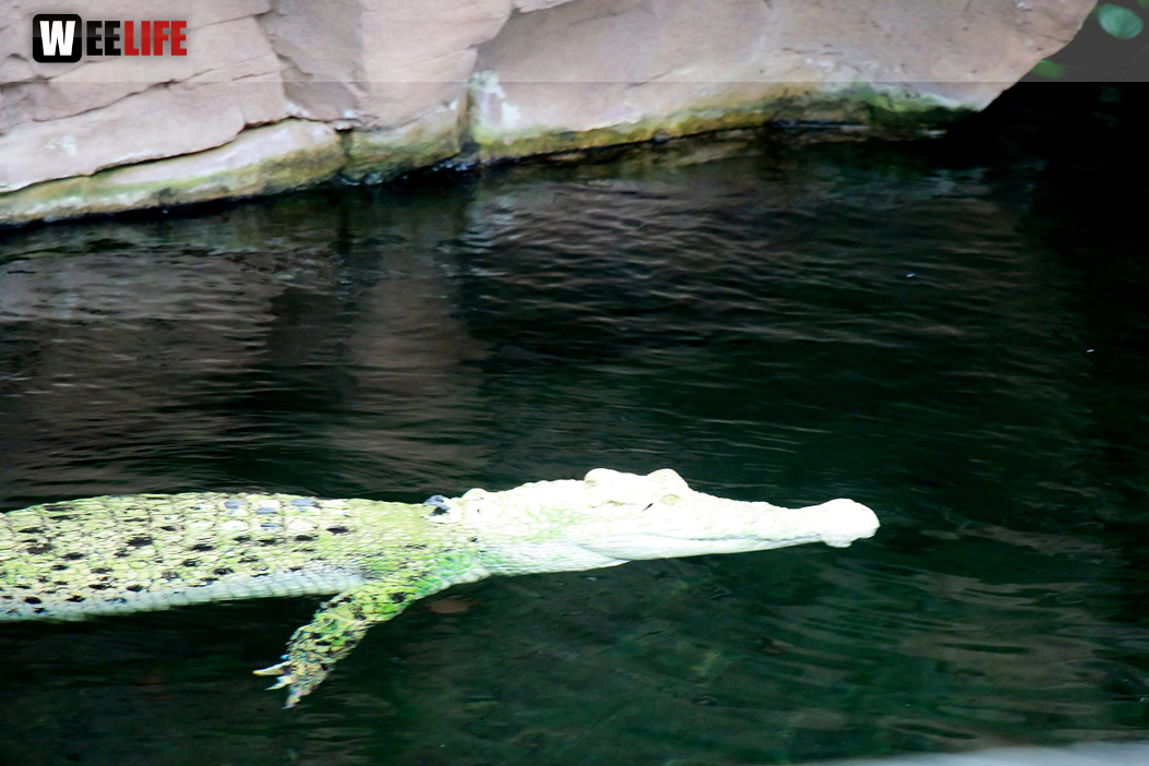 Wilhelma Stuttgart Zoo