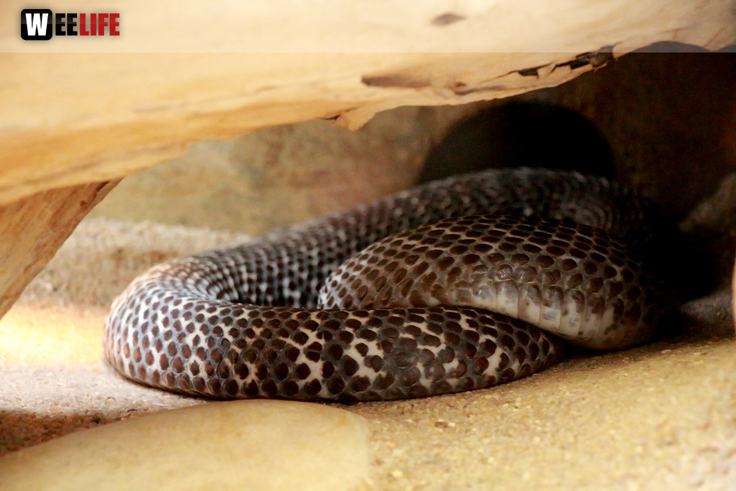 Wilhelma Stuttgart Zoo