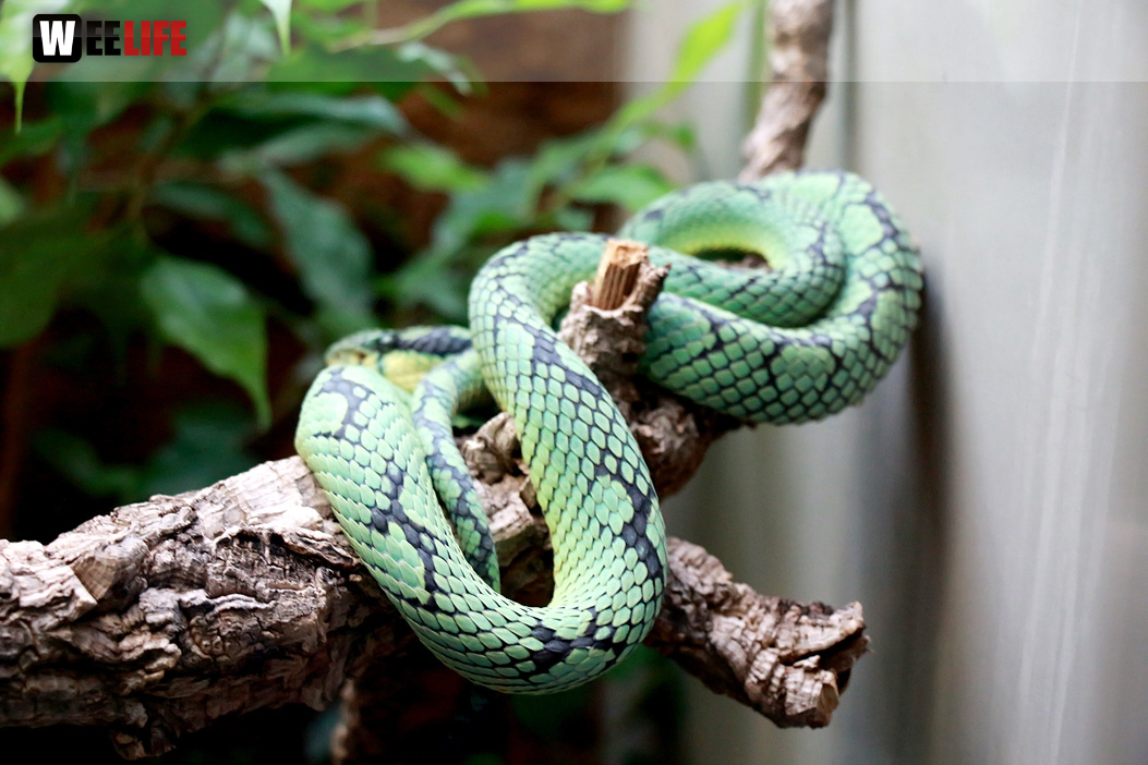 Wilhelma Stuttgart Zoo