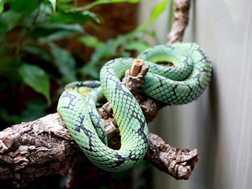 Wilhelma Stuttgart Zoo – Foto 41