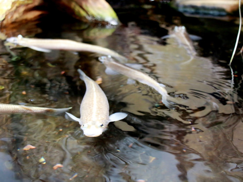 Wilhelma Stuttgart Zoo – Foto 44