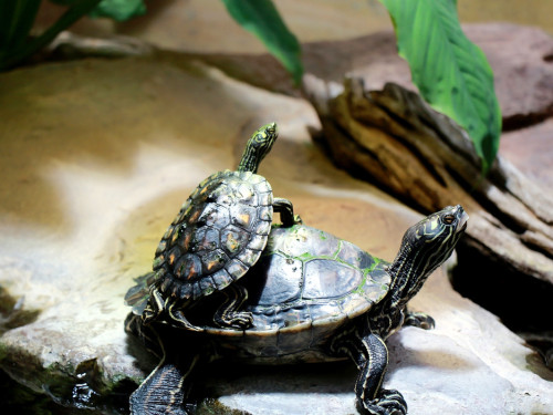 Wilhelma Stuttgart Zoo – Foto 45