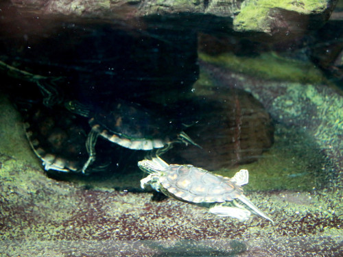 Wilhelma Stuttgart Zoo – Foto 46