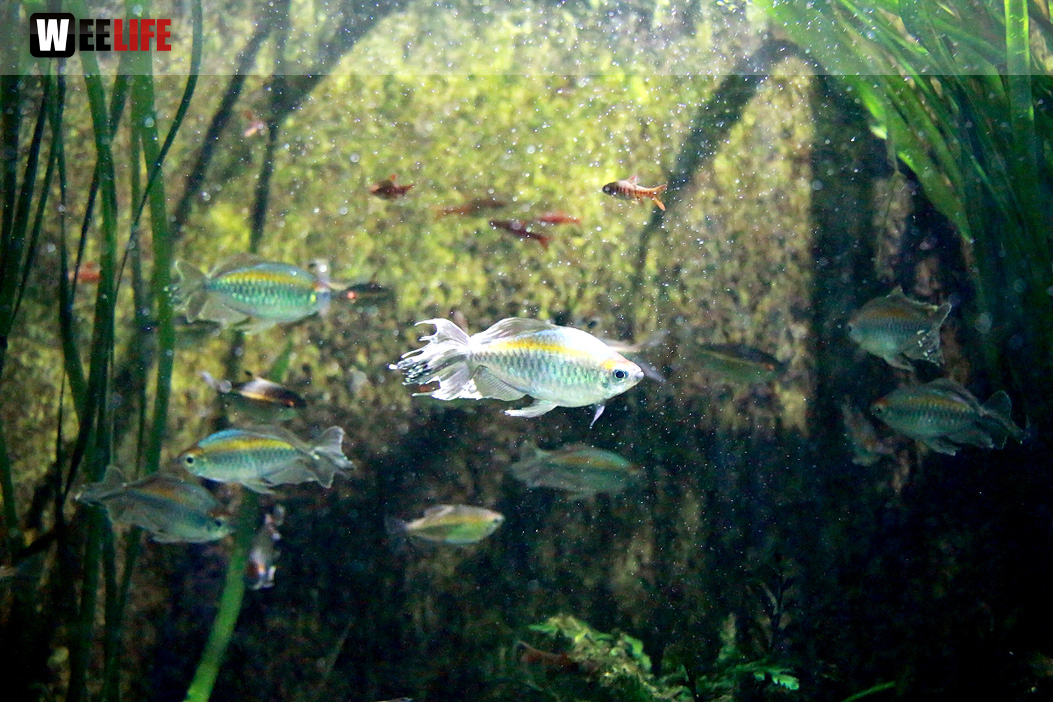 Wilhelma Stuttgart Zoo