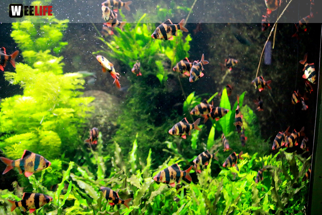 Wilhelma Stuttgart Zoo