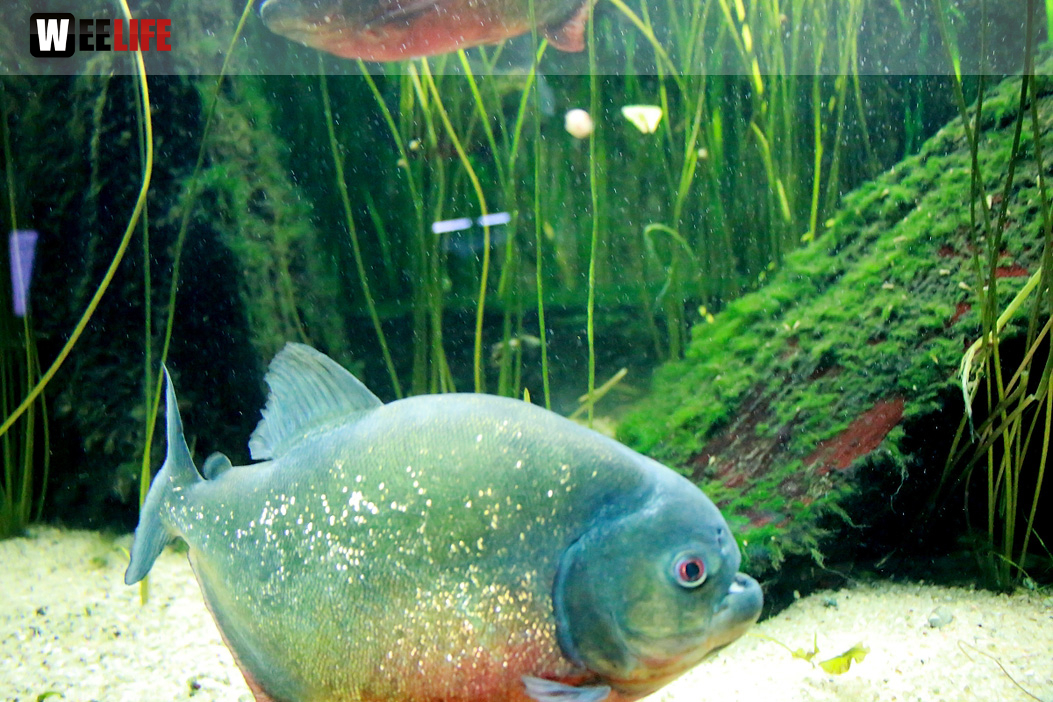 Wilhelma Stuttgart Zoo