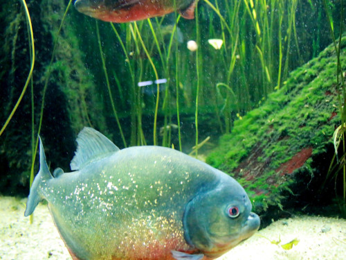 Wilhelma Stuttgart Zoo – Foto 54