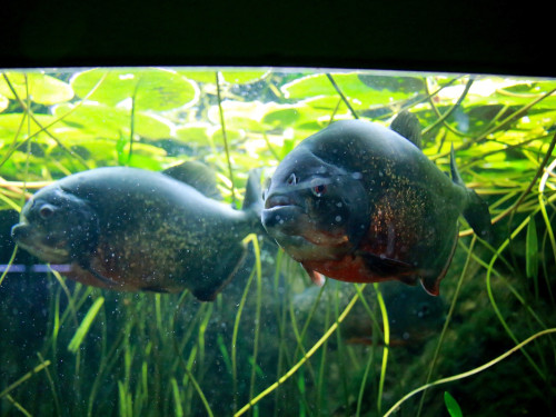 Wilhelma Stuttgart Zoo – Foto 55