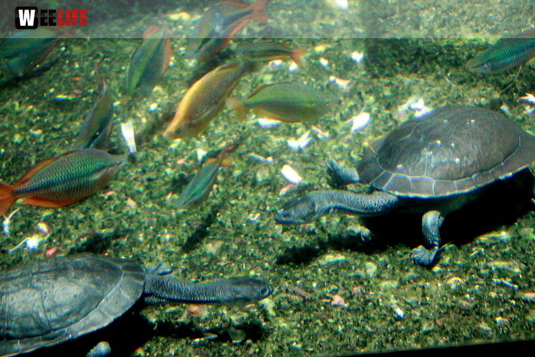 Wilhelma Stuttgart Zoo