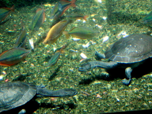 Wilhelma Stuttgart Zoo – Foto 59