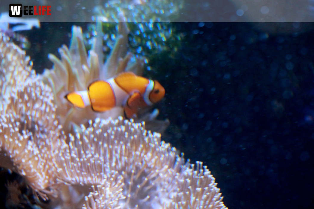 Wilhelma Stuttgart Zoo