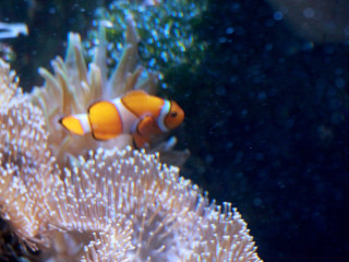 Foto 205707 im Album