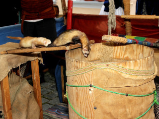 Foto 206112 im Album