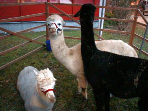 Mittelalterlicher Adventsmarkt  – Foto 11