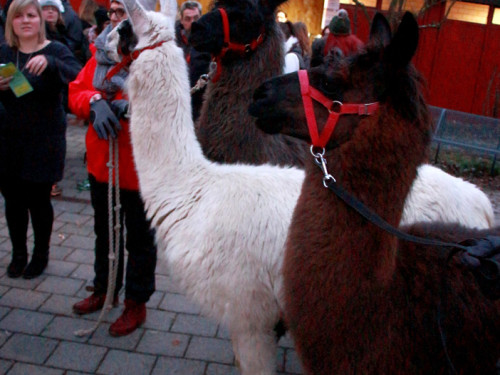 Mittelalterlicher Adventsmarkt  – Foto 19