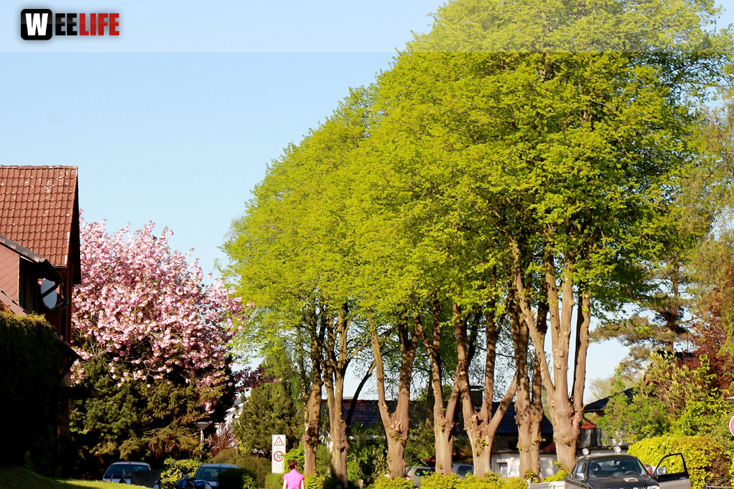 Schützenhof Groß Wittensee Weiherer Reisen Nord Ostsee