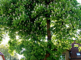 Foto 209517 im Album