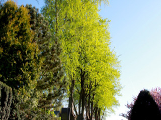 Foto 209518 im Album