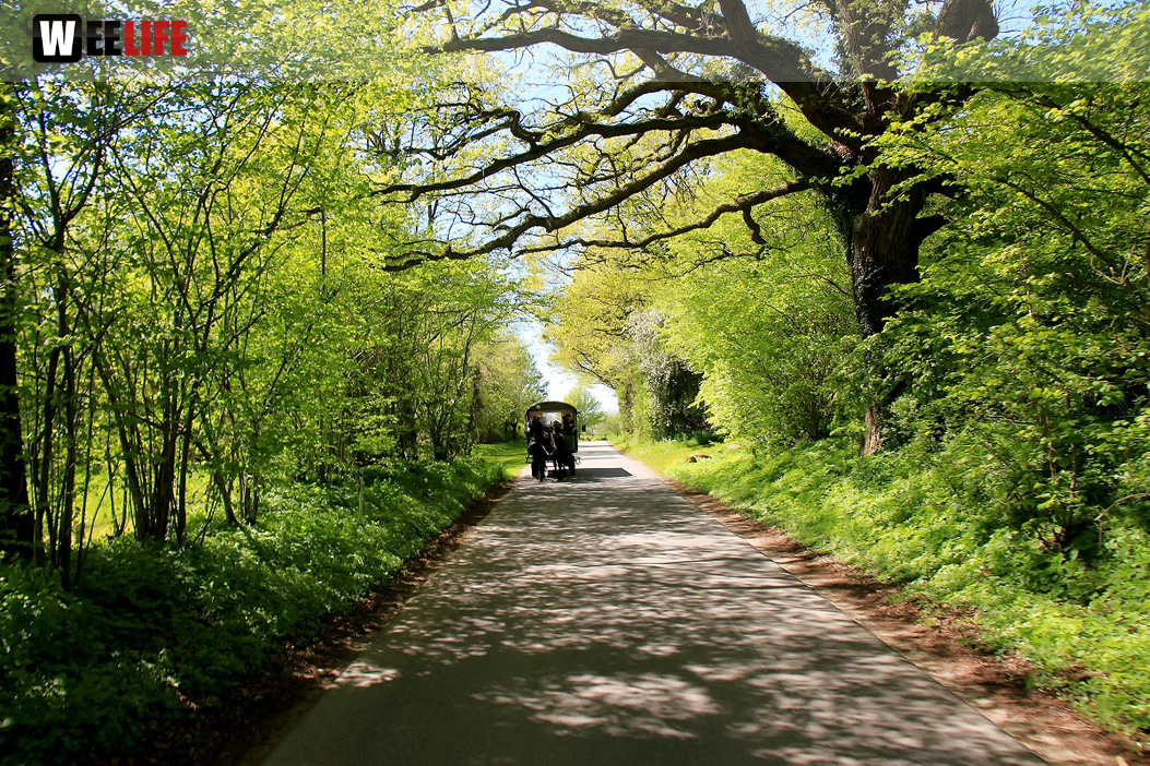 Kutschfahrt Himbeerhof Gut Steinwehr 2.Tag Weiherer Reisen Nord Ostsee