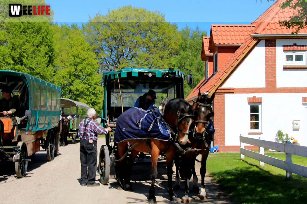 Kutschfahrt Himbeerhof Gut Steinwehr 2.Tag Weiherer Reisen Nord Ostsee