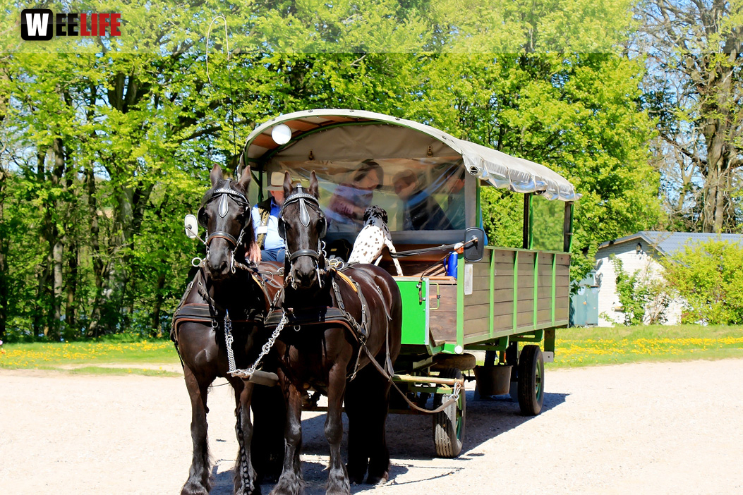 Kutschfahrt Himbeerhof Gut Steinwehr 2.Tag Weiherer Reisen Nord Ostsee