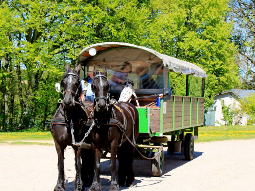Kutschfahrt Himbeerhof Gut Steinwehr 2.Tag Weiherer Reisen Nord Ostsee – Foto 25