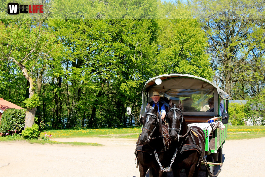 Kutschfahrt Himbeerhof Gut Steinwehr 2.Tag Weiherer Reisen Nord Ostsee