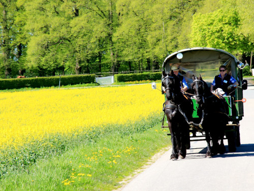 Kutschfahrt Himbeerhof Gut Steinwehr 2.Tag Weiherer Reisen Nord Ostsee – Foto 31