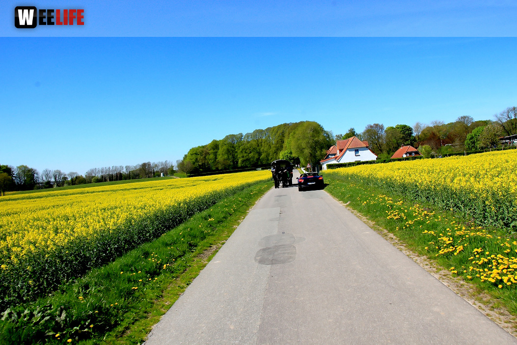 Kutschfahrt Himbeerhof Gut Steinwehr 2.Tag Weiherer Reisen Nord Ostsee