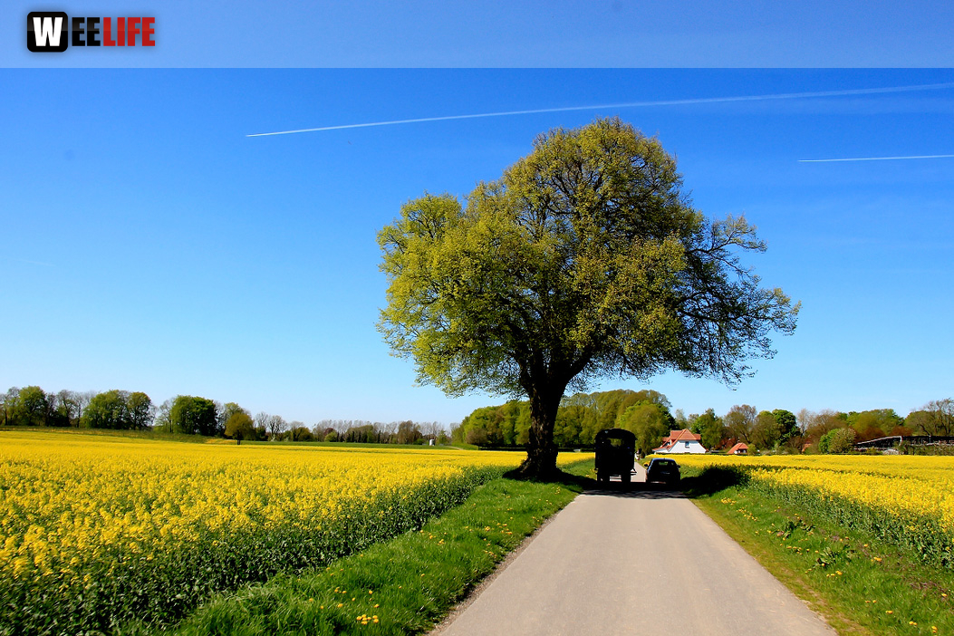 Kutschfahrt Himbeerhof Gut Steinwehr 2.Tag Weiherer Reisen Nord Ostsee