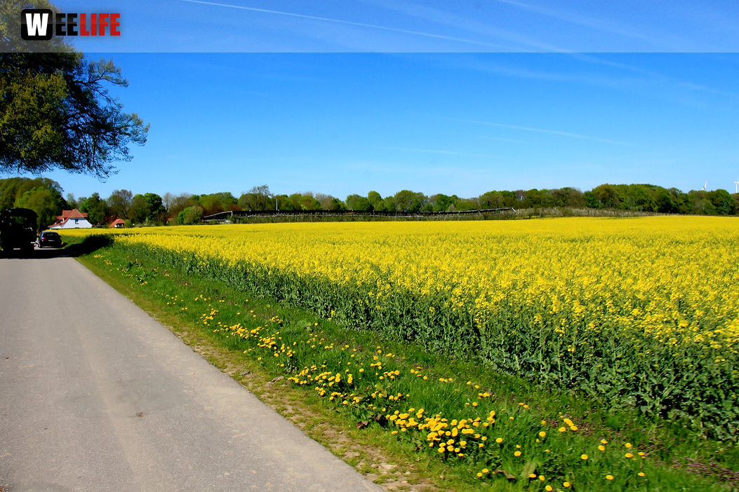 Kutschfahrt Himbeerhof Gut Steinwehr 2.Tag Weiherer Reisen Nord Ostsee