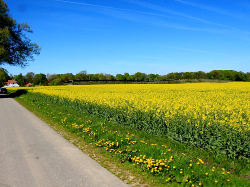 Kutschfahrt Himbeerhof Gut Steinwehr 2.Tag Weiherer Reisen Nord Ostsee – Foto 36
