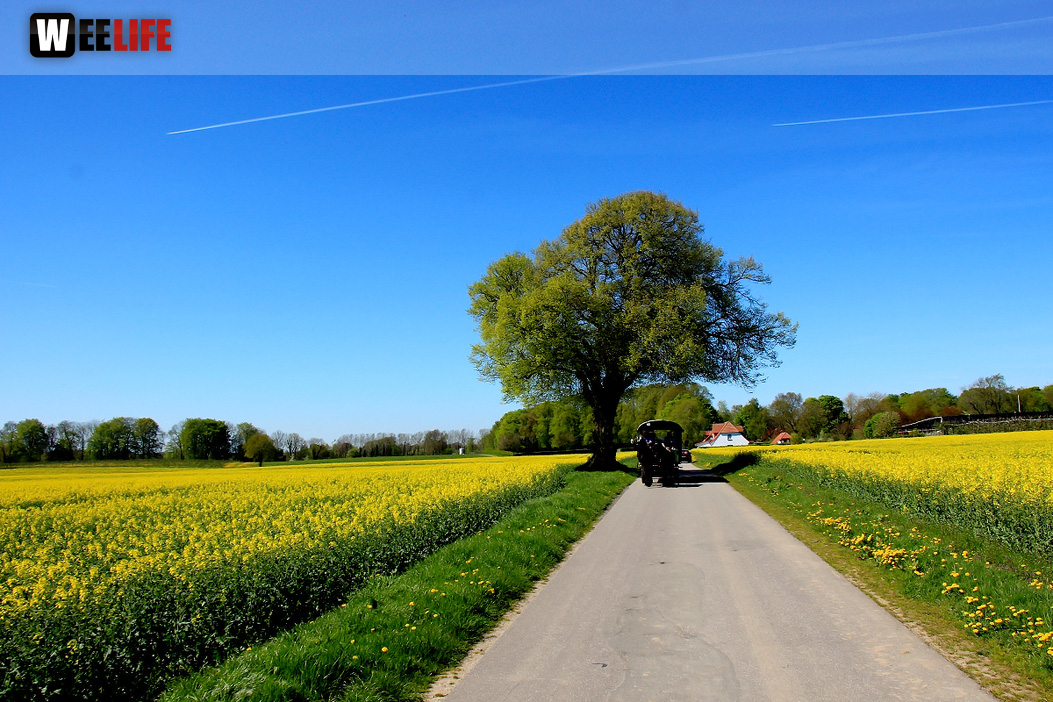 Kutschfahrt Himbeerhof Gut Steinwehr 2.Tag Weiherer Reisen Nord Ostsee