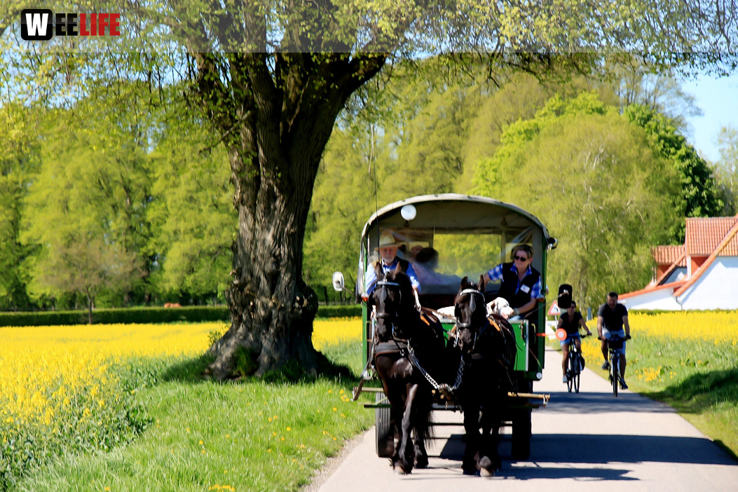 Kutschfahrt Himbeerhof Gut Steinwehr 2.Tag Weiherer Reisen Nord Ostsee
