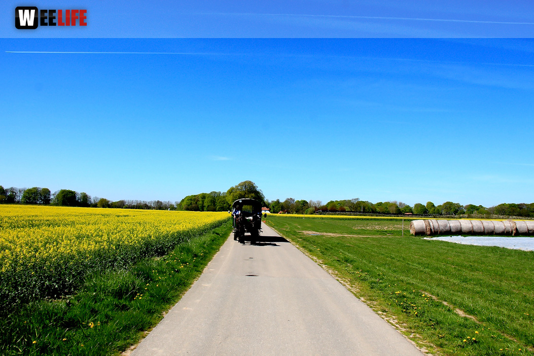 Kutschfahrt Himbeerhof Gut Steinwehr 2.Tag Weiherer Reisen Nord Ostsee