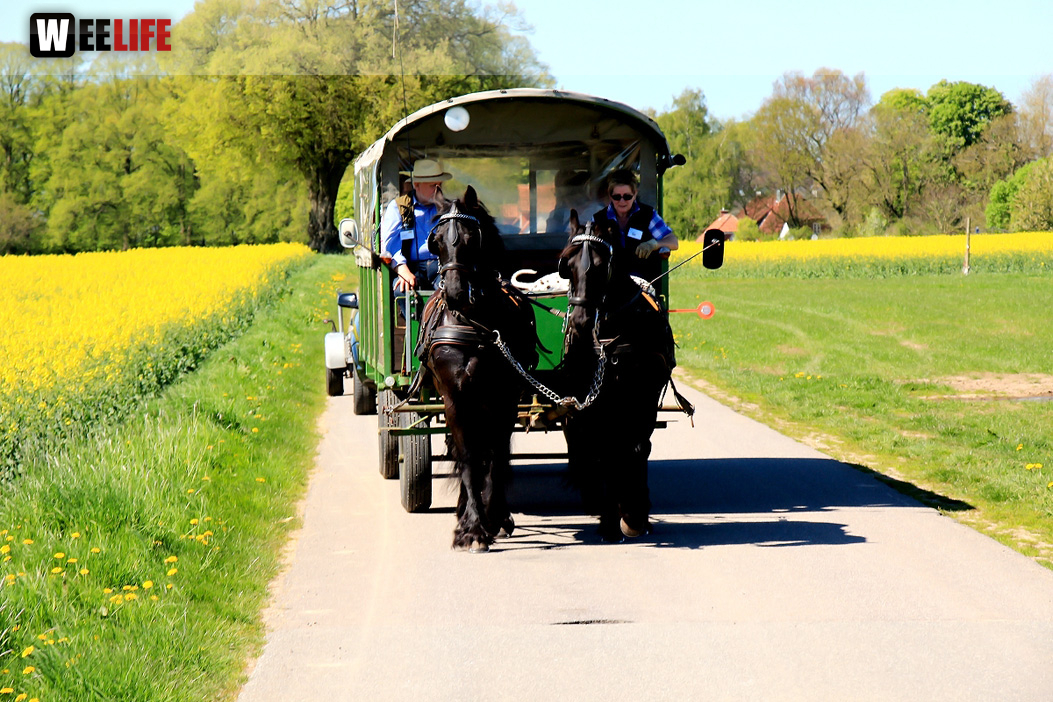 Kutschfahrt Himbeerhof Gut Steinwehr 2.Tag Weiherer Reisen Nord Ostsee