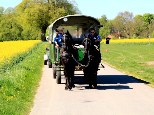 Kutschfahrt Himbeerhof Gut Steinwehr 2.Tag Weiherer Reisen Nord Ostsee – Foto 40