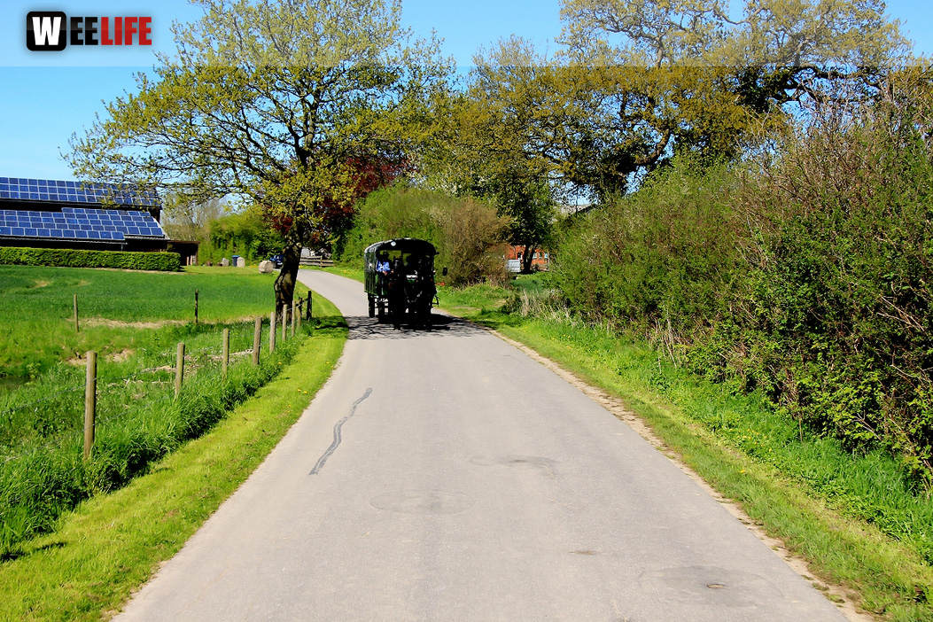 Kutschfahrt Himbeerhof Gut Steinwehr 2.Tag Weiherer Reisen Nord Ostsee