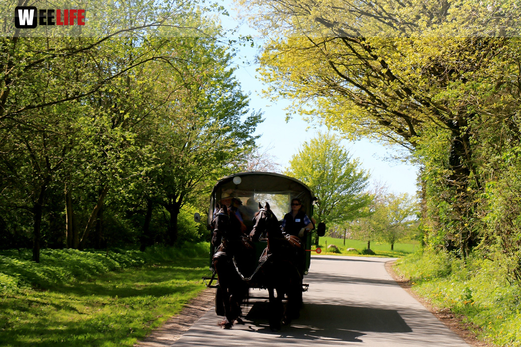 Kutschfahrt Himbeerhof Gut Steinwehr 2.Tag Weiherer Reisen Nord Ostsee