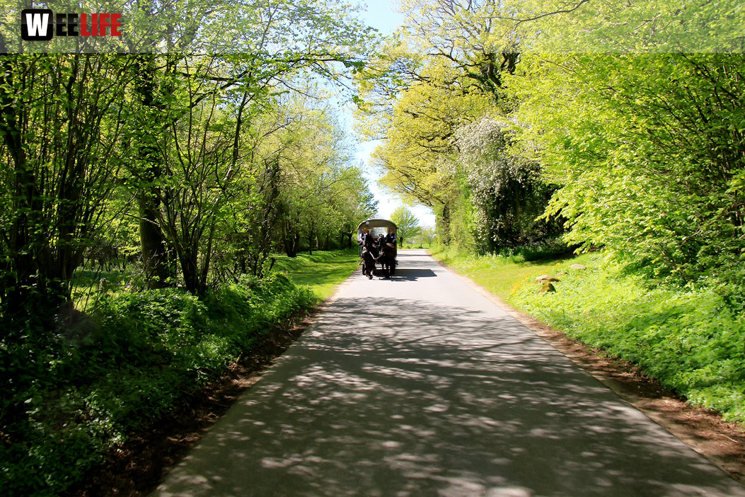 Kutschfahrt Himbeerhof Gut Steinwehr 2.Tag Weiherer Reisen Nord Ostsee