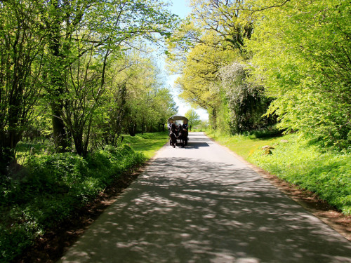 Kutschfahrt Himbeerhof Gut Steinwehr 2.Tag Weiherer Reisen Nord Ostsee – Foto 55