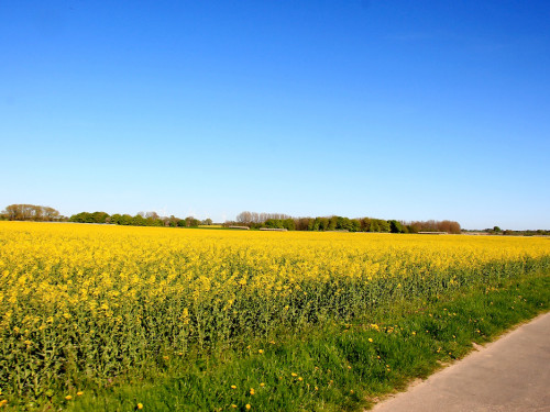 Kutschfahrt Himbeerhof Gut Steinwehr 2.Tag Weiherer Reisen Nord Ostsee – Foto 138