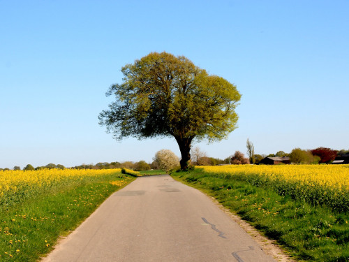 Kutschfahrt Himbeerhof Gut Steinwehr 2.Tag Weiherer Reisen Nord Ostsee – Foto 141
