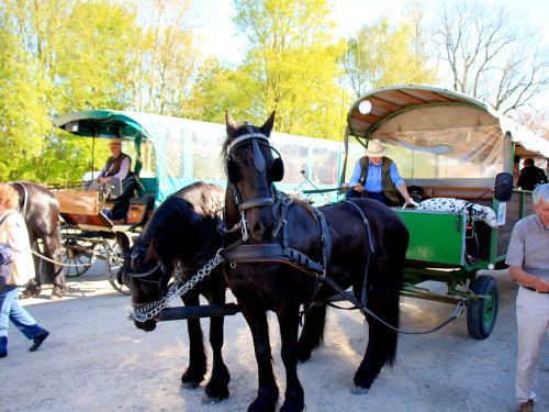 Kutschfahrt Himbeerhof Gut Steinwehr 2.Tag Weiherer Reisen Nord Ostsee – Foto 149