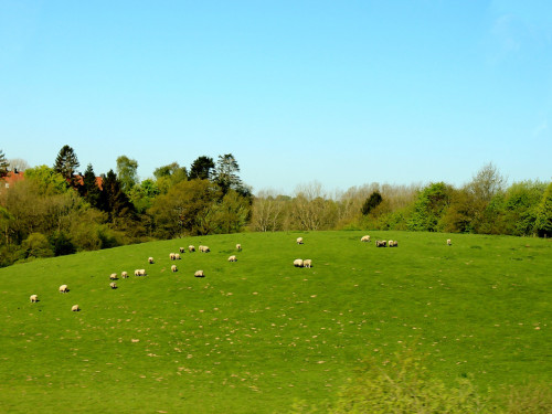 Landarzt Kappeln Hinnerksens Hof 3.Tag Weiherer Reisen Nord Ostsee – Foto 3
