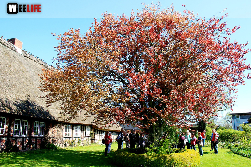 Landarzt Kappeln Hinnerksens Hof 3.Tag Weiherer Reisen Nord Ostsee