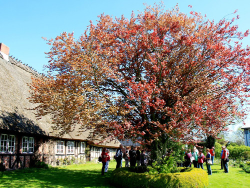 Landarzt Kappeln Hinnerksens Hof 3.Tag Weiherer Reisen Nord Ostsee – Foto 40